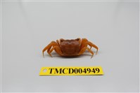 藏品(臺灣厚蟹)的圖片